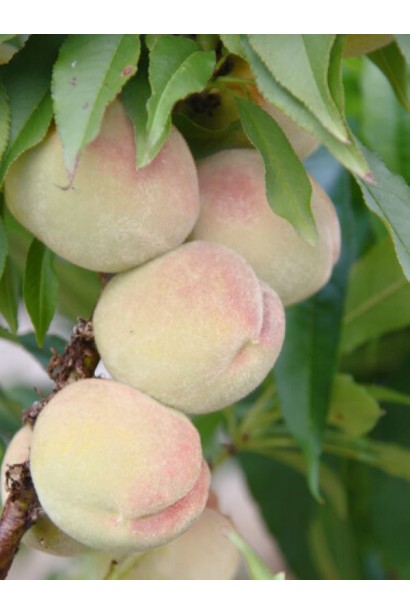 Prunus persica Bilyi lebid